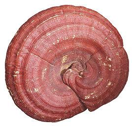 厂商表示《最终幻想：节奏剧场》不会有原生PS5版本